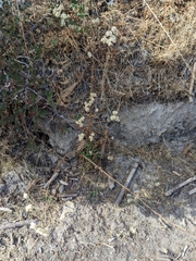 Pseudognaphalium biolettii