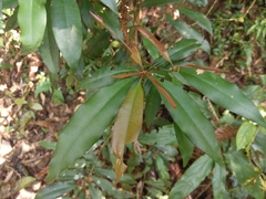 Ardisia quinquegona