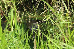 Pseudemys peninsularis