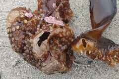 Saccorhiza polyschides