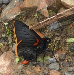 Pyrrhopyge telassa