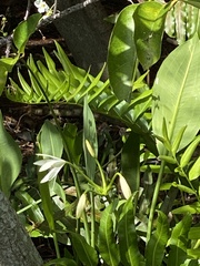 Crinum americanum