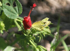 Abaeis mexicana