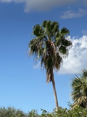 Washingtonia