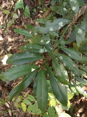 Ardisia quinquegona
