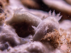 Chromodoris kalawakan