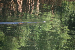 Trichechus manatus latirostris