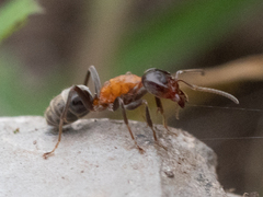 Liometopum microcephalum