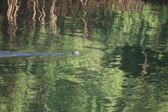 Trichechus manatus latirostris