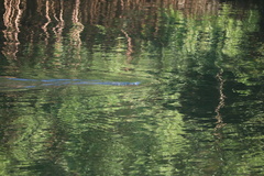 Trichechus manatus latirostris