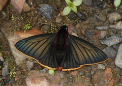 Pyrrhopyge telassa