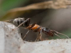 Liometopum microcephalum