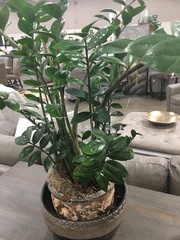 Zamioculcas
