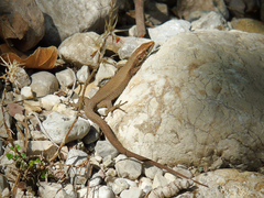 Algyroides moreoticus