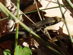 Algyroides moreoticus