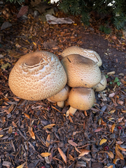 Agaricus nanaugustus