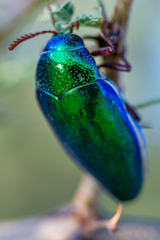 Sternocera