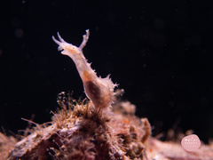 Stylocheilus striatus