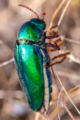 Sternocera