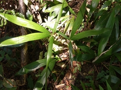 Calamus formosanus