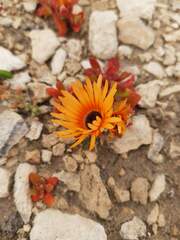 Cleretum bellidiforme