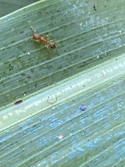 Tetramorium bicarinatum