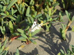 Pontia glauconome