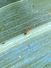 Tetramorium bicarinatum