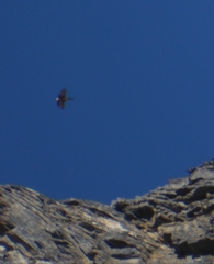 Gypaetus barbatus barbatus