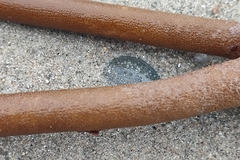 Laminaria hyperborea