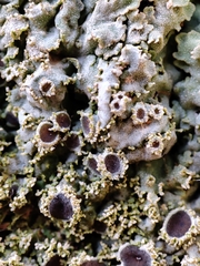 Physconia distorta