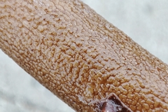 Laminaria hyperborea