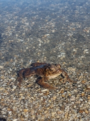 Anaxyrus boreas boreas