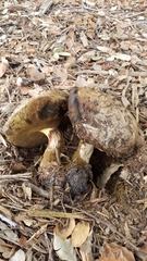 Caloboletus marshii