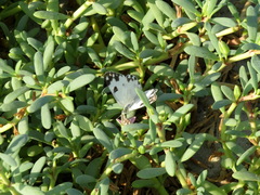 Pontia glauconome