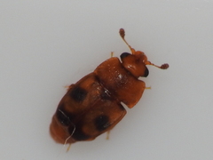 Epuraea ocularis
