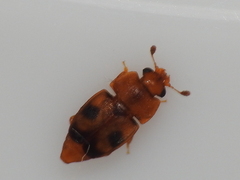 Epuraea ocularis