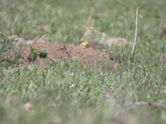 Colaptes campestris campestroides