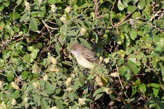 Camptostoma obsoletum