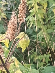 Leonurus quinquelobatus