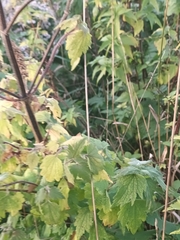 Leonurus quinquelobatus