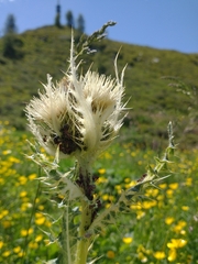 Cirsium spinosissimum