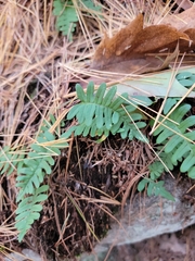 Polypodioideae