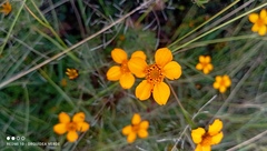 Dyssodia tagetiflora