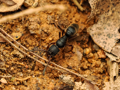 Pseudoneoponera rufipes