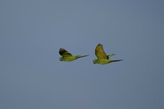 Thectocercus acuticaudatus