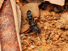 Pseudoneoponera rufipes