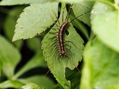 Thereuopoda clunifera