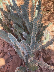 Astrolepis cochisensis