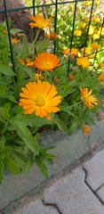 Calendula